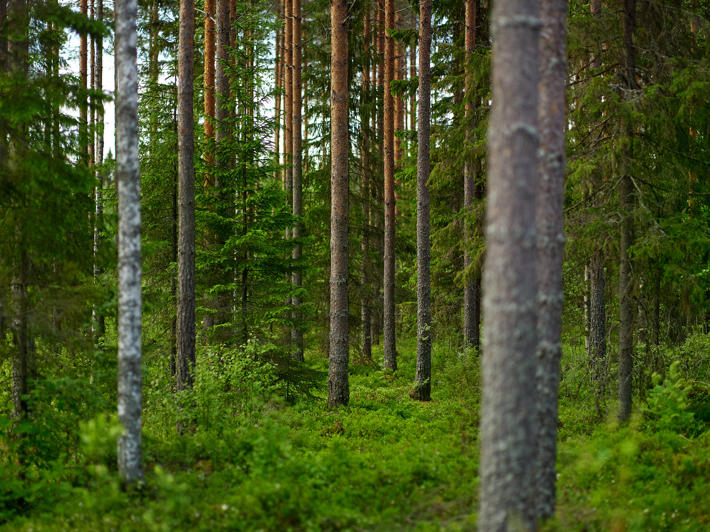 Forest certifications promote sustainable forest management